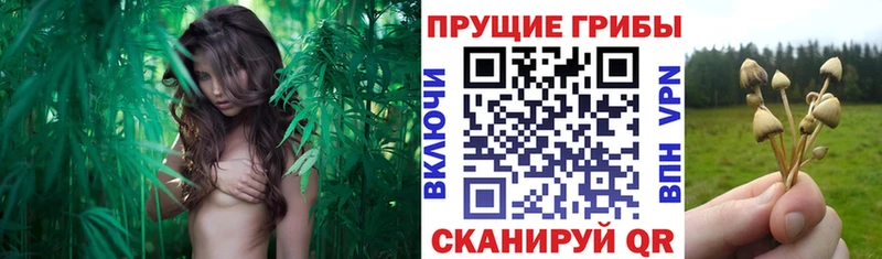 Псилоцибиновые грибы прущие грибы  blacksprut tor  Железноводск 